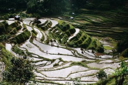 zkou:Banaue Rice Terraces, Philippines. Carved into the mountains