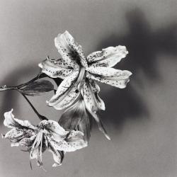 fragrantblossoms:  Robert Mapplethorpe, Lily, 1979.       