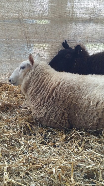 Cute sheepies from the wool fair over the weekend!