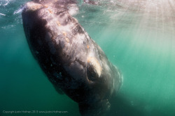 fuckyeahmobydick:  Southern Right Whales Photographs by Justin