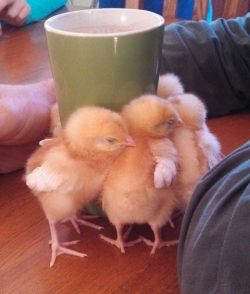 cute-overload:  Our 3 day old baby chicks enjoying the warmth