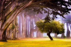 bluepueblo: Cypress Trees, San Francisco, California - photo