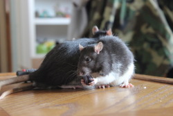 youbringdamnation:   RATS TO GOOD HOMES  I have 5 boys who need