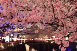 ileftmyheartintokyo:   	Cherry blossoms at night / 目黒川夜桜