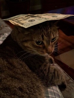 unflatteringcatselfies:  This is the Money Maisy. Reblog and