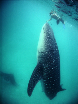 Snorkelling with Whale Sharks