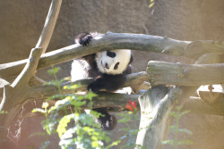 fuckyeahgiantpanda:  Xiao Liwu at the San Diego Zoo, California,