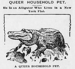 yesterdaysprint:  Perrysburg Journal, Ohio, May 18, 1895 I thought