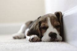 dogsandpupsdaily:  - Beagle. Want more? Follow:http://dogsandpupsdaily.tumblr.com/