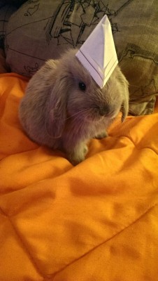 fuckfuckityshitfuck:  My brother made my bunny a hat!