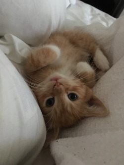 lost-lil-kitty:  My heart can’t take his cuteness!!!