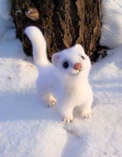 awwww-cute:Happiest snow floor ever (Source: http://ift.tt/1rYtGQK)