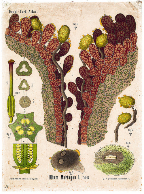 Arnold & Carolina Dodel-Port. The Dodel-Port Atlas (Stigma and pollen tubes of Lilium martagon illustration). 1878-1893.