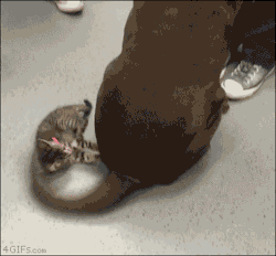 4gifs:  Kitten battles a Labrador tail. [video]