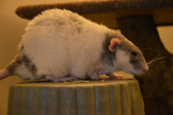 karasratworld: The fat rat in all his glory. 