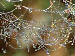 scinerds:  Rainbow Fragments on Spider Webs  The entangled pearl