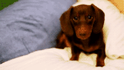 awwwanimals:  This gif is from a video I posted the other day. 