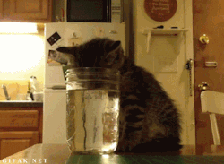 damian-and-cats:  buenz:  aviatorsmusic:  How do cats even work?