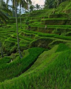 Staying in #Ubud means being surrounded in rice terraces that