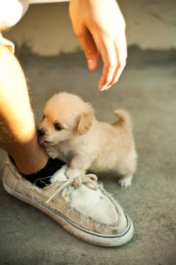 awwww-cute:  Hold still you delicious human! (Source: http://ift.tt/1Vb9HLd)