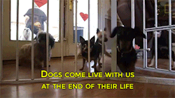 trollonasan:  bootlegprecious:  sizvideos:  Dog retirement homeVideo