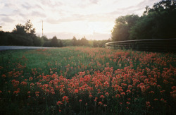 arquerio:  wildflowers by cobytate on Flickr. 