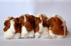 thedailyguineapig:  Shelties by hanyasys 