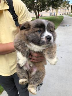 doggosource:his name is milk tea