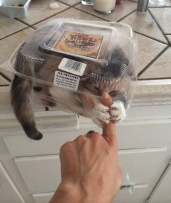 cute-overload:  Silly kitty, you’re not a cookie.http://cute-overload.tumblr.com
