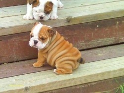 silly-daddy:  oh wrinkle-butt u so adorbs