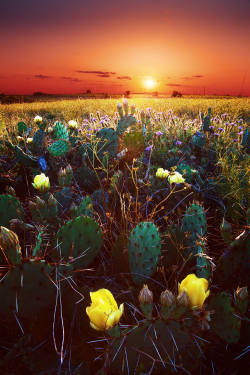 expressions-of-nature:  Grasslands in Bloom : Texas, U.S. : Justin