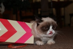 tardthegrumpycat:  The Daily Grump | December 26, 2012 After