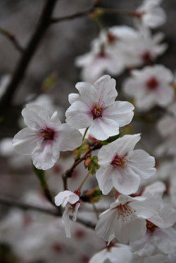 blackyuuki:The beauty of the cherry blossom on Flickr.