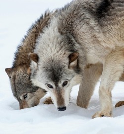 beautiful-wildlife:Wolves by © Hollice Looney