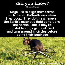 did-you-kno:  ►►►Click here to learn more reasons why dogs