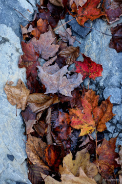 riverwindphotography: Fallen in the Forest: Beech and Maple leaves