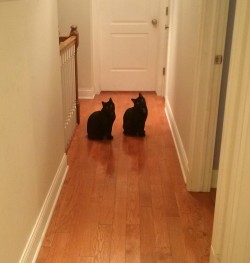 catsbeaversandducks:  “Hello, Danny… Come and play with