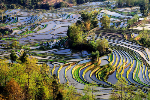 nubbsgalore:  the remote, secluded and little known rice terraces of yuanyang county in chinaâ€™s yunnan province were built by the hani people along the contours of ailao mountain range five hundred years ago. during the early spring season, the terraces