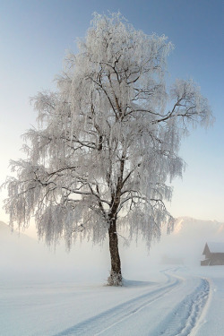 gyclli:    Wintermorning by Jonas Funck on 500px.com  