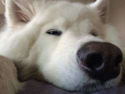 skookumthesamoyed:  I’m sleepy go away 