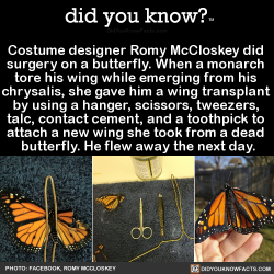 did-you-kno:  Costume designer Romy McCloskey did  surgery on