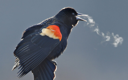 Brisk morning ballad (Red-winged Blackbird)