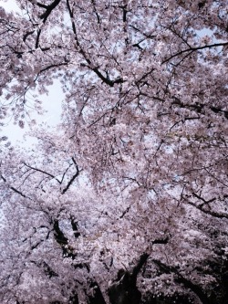 grossghostling:  Went to DC to check out the Sakura trees today,