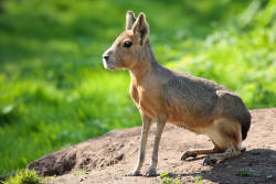 sixpenceee:  The Patagonian Mara is a relatively large rodent