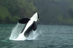 keikoisbetterthanyou: Keiko breaching in Iceland 