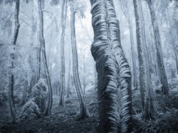 Frozen forest (Czech Republic)