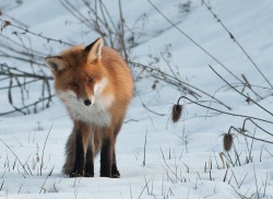 isawatree:  Fox in the snow by Gilbert Fortune