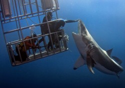 darkandlonelywaters: Diver pets a shark.