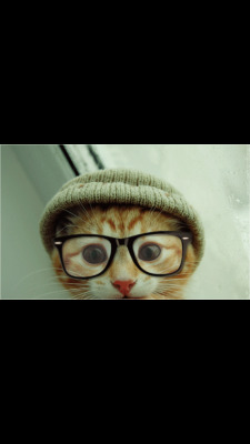 cute-overload:  Cat with reading glasses [720x1280]http://cute-overload.tumblr.com