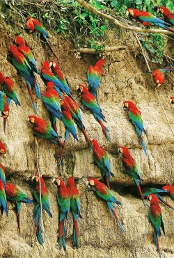 vintagenatgeographic:  Macaws in the Peruvian rain forest National